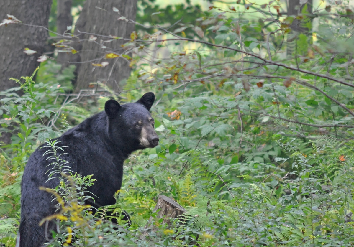 Black Bear hunting endless mountains Black Bear hunting endless mountains