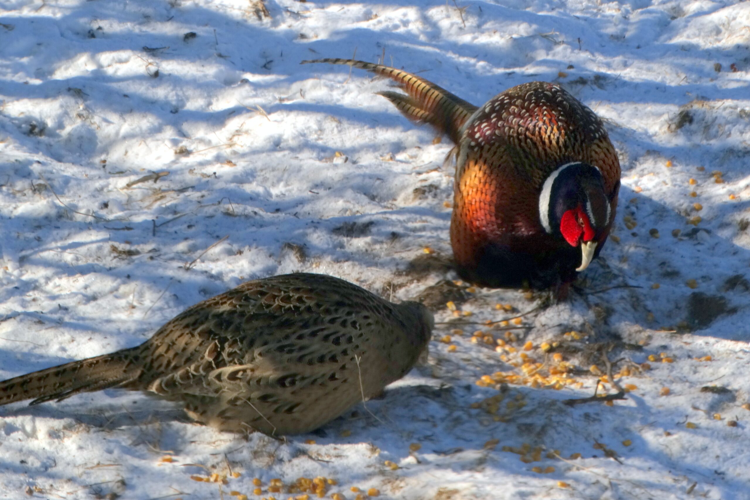Pheasant hunting endless mountains Pheasant hunting endless mountains