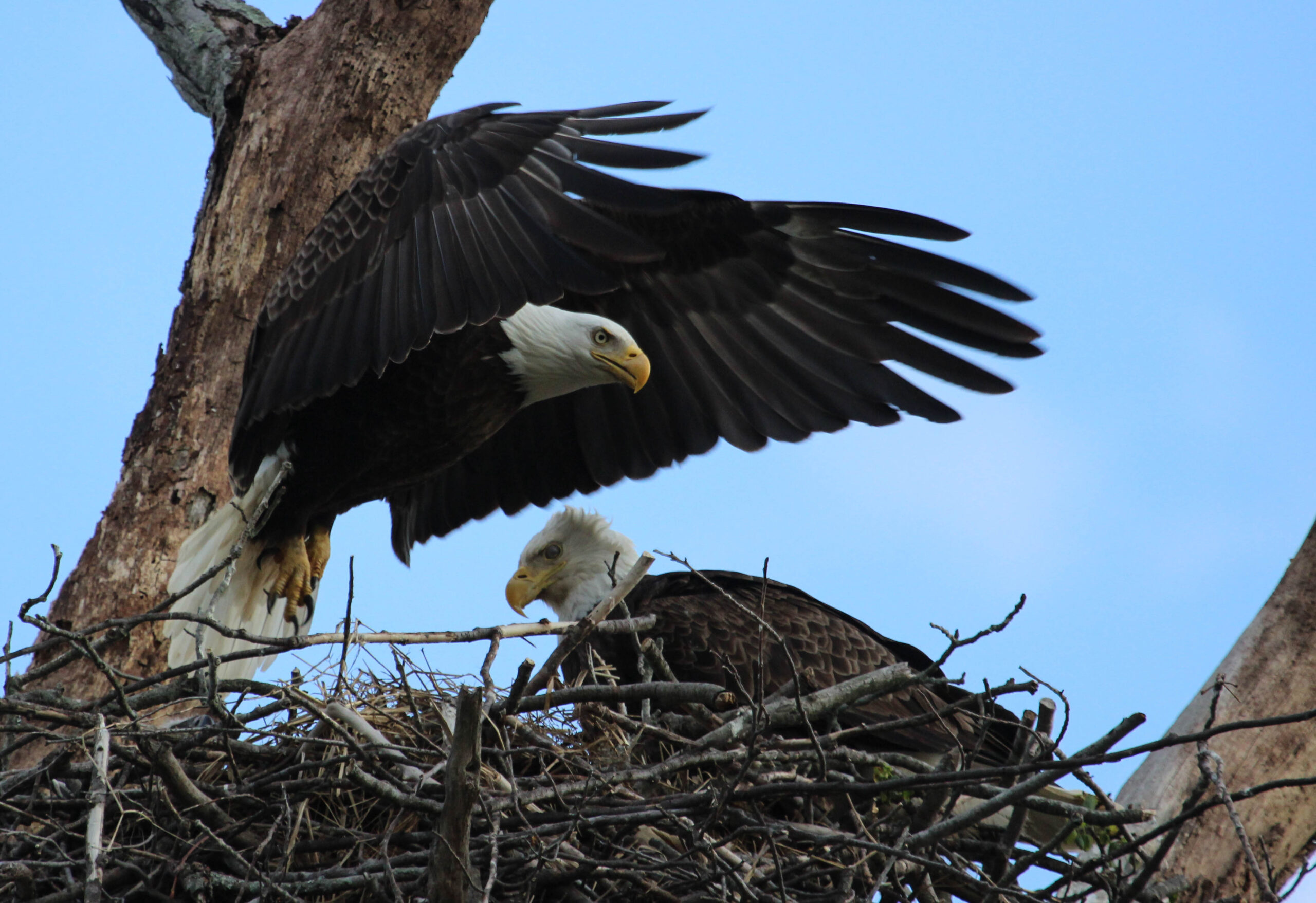 bald eagles endless mountains bald eagles endless mountains