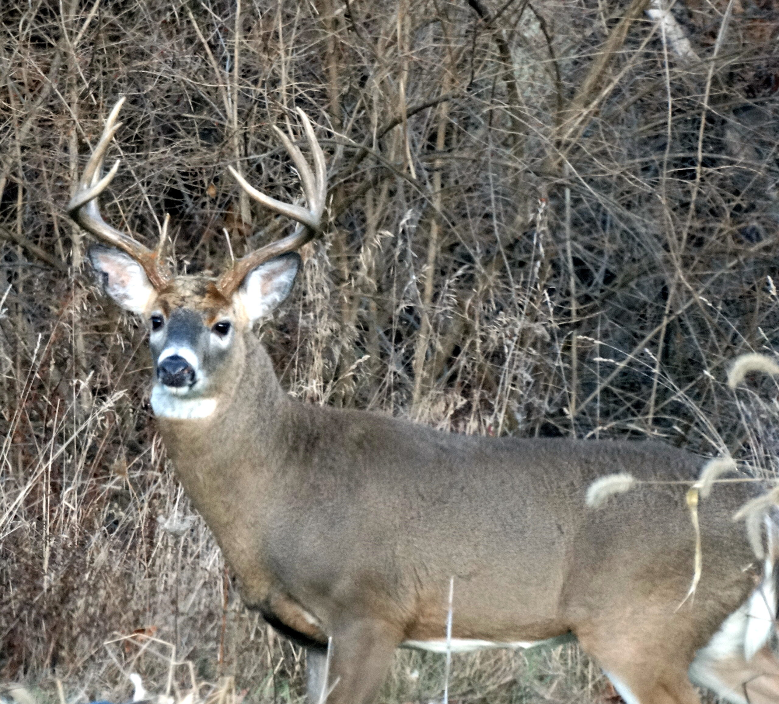 deer hunting bradford county pa