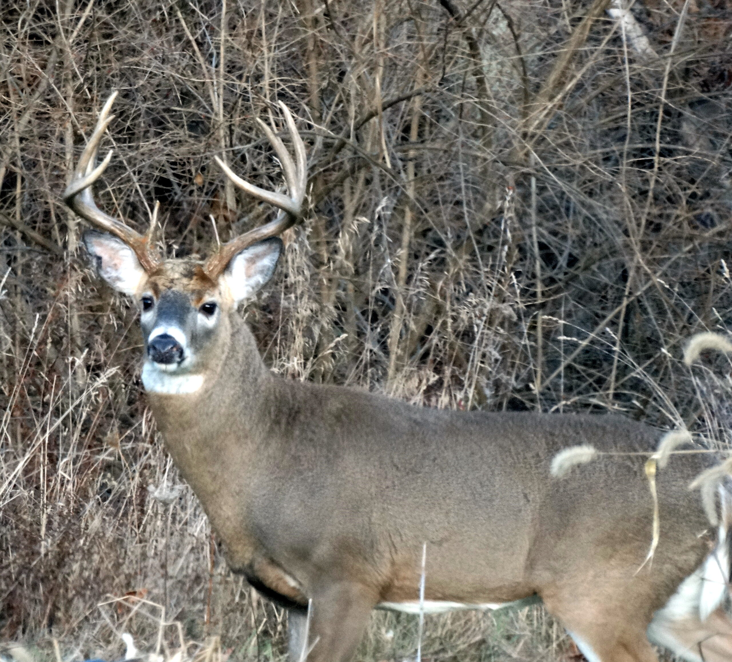 deer hunting bradford county pa deer hunting bradford county pa