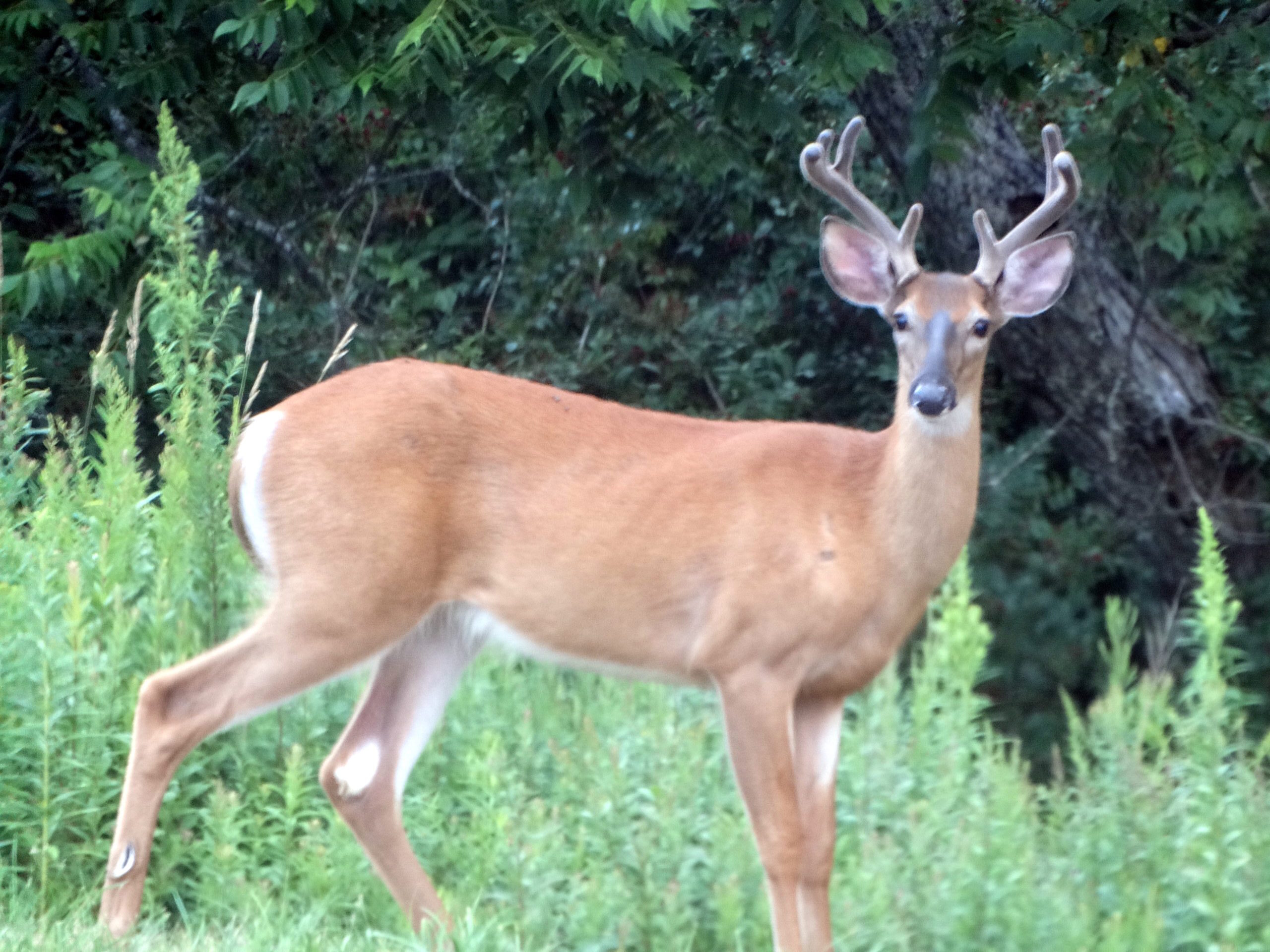 deer hunting endless mountains deer hunting endless mountains